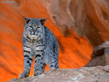 Bobcat Utah screenshot