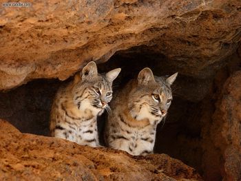 Bobcats Tucson Arizona screenshot