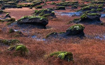 Bog Field Donegal screenshot