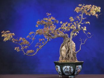 Bonsai Trident Maple screenshot