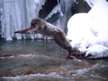 Bonzai Japanese Snow Monkey screenshot