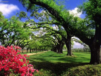 Boone Hall Plantation South Carolina screenshot