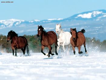 Born To Run Horses screenshot