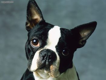 Boston Terrier screenshot