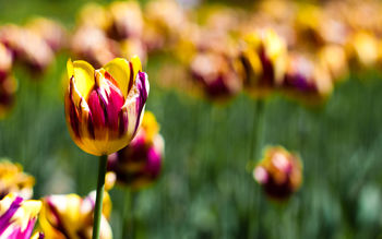 Botanical Garden Tulips screenshot