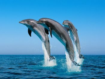 Bottlenose Dolphins screenshot