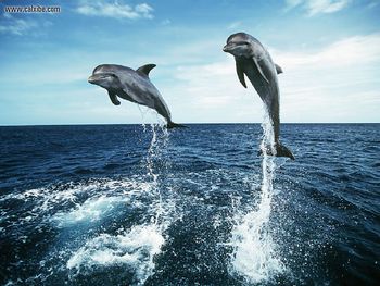 Bottlenosed Dolphins Jumping screenshot