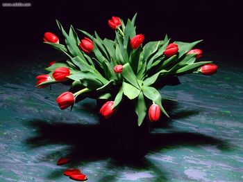 Bouquet Of Tulips screenshot