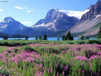 Bow Lake Canadian Rockies Alberta screenshot