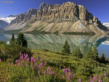 Bow Lakeand Flowers Banff National Park Alberta Canada screenshot