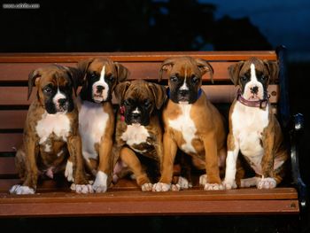 Boxer Puppies screenshot