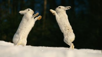 Boxing Arctic Hares screenshot