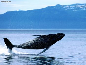 Breaching Humpback Whale screenshot