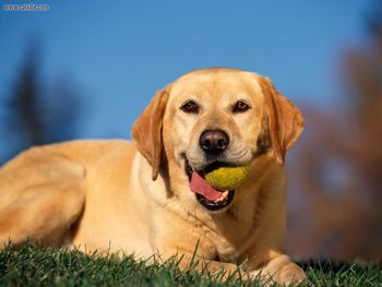 Break Time, Yellow Labrador screenshot