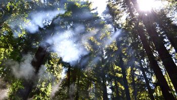 Breaking Through The Trees screenshot