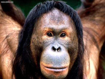 Bright Eyes Borneo Orangutan screenshot