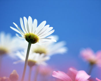 Bright White Flower screenshot