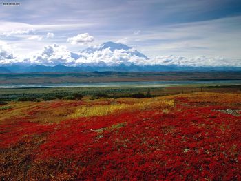 Brilliant Colors Of Denali National Park Alaska screenshot