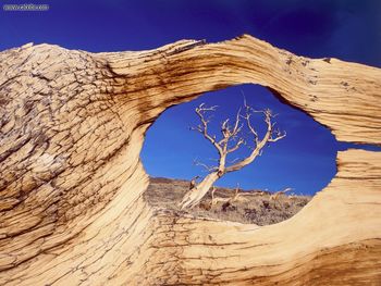 Bristlecone Pine White Mountains California screenshot