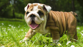 British Bulldog HD screenshot