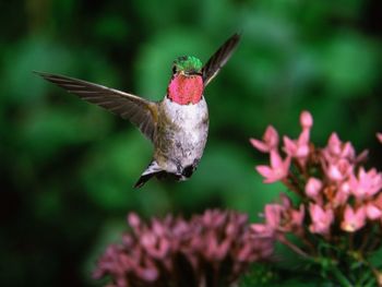 Broadtail Humming Bird screenshot