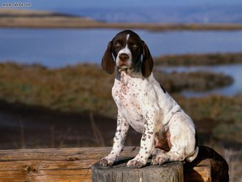 Brown And White Pointer Puppy screenshot