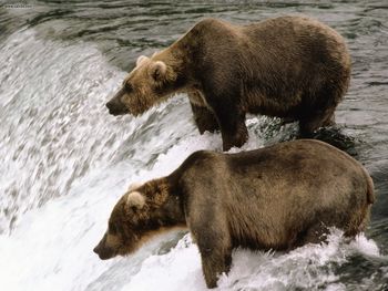 Brown Bear Katmai National Park Alaska screenshot