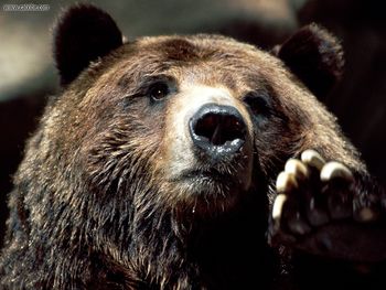 Brown Bear Up Close And Personal screenshot