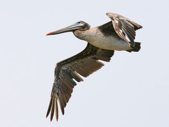 Brown Pelican, Carmel, California screenshot