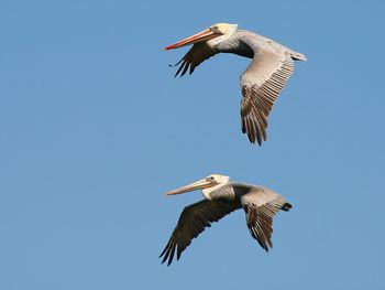 Brown Pelicans In Flight, Carmel, California screenshot