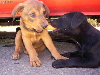 Brown Pup And Pyrotussle Over Carrot screenshot