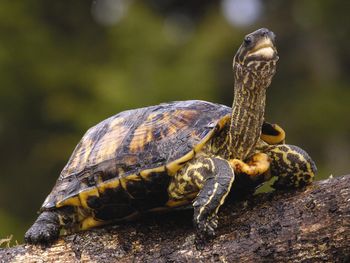 Brown Wood Turtle screenshot