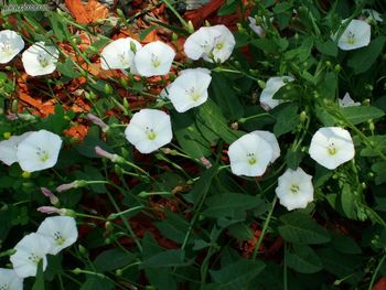 Btoronto Roncesvalles Flowers Wood Chips screenshot