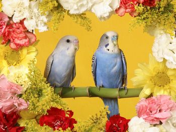 Budgerigars screenshot