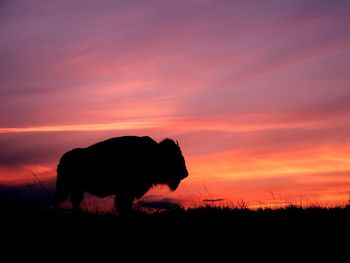 Buffalo On The Horizon screenshot