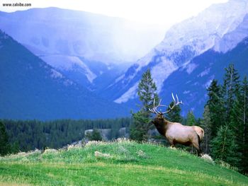 Bull Elk Overlook screenshot