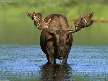 Bull Moose Alaska screenshot