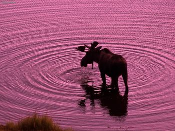 Bull Moose, Denali National Park, Alaska screenshot