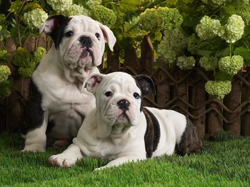 Bulldog Puppies screenshot