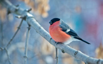 Bullfinch Winter 4K screenshot