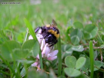 Bumble Bee screenshot