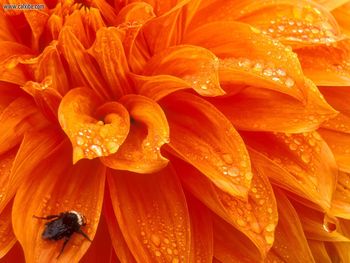 Bumblebee And Dew Drops Dahlia screenshot