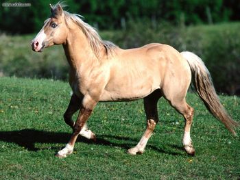 Bundy Palomino Quarter Horse screenshot