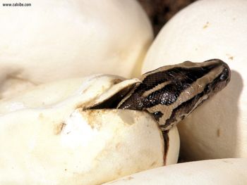 Burmese Python Southeast Asia screenshot