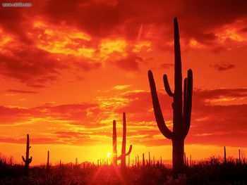 Burning Sunset Saguaro National Park Arizona screenshot