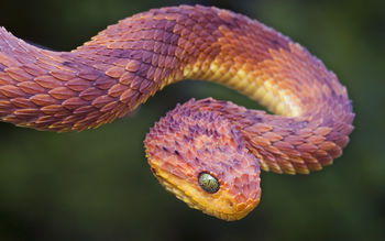 Bush Viper screenshot