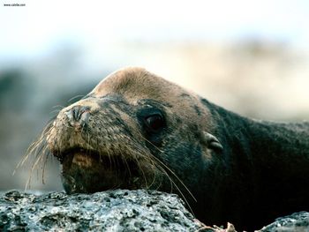 Bushed Galapagos Sea Lion screenshot