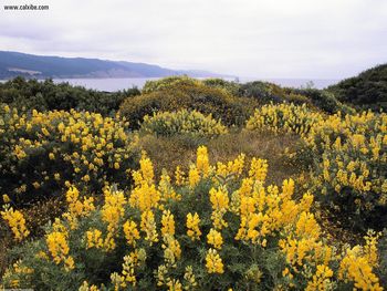 Butter Lupine Ano Nuevo State Reserve California screenshot