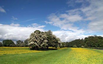 Buttercups Riverside screenshot