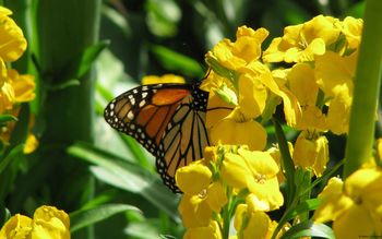 Butterfly On Flowers screenshot